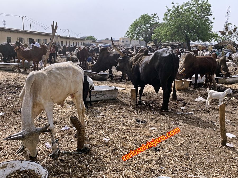kurmi market kano nigeria