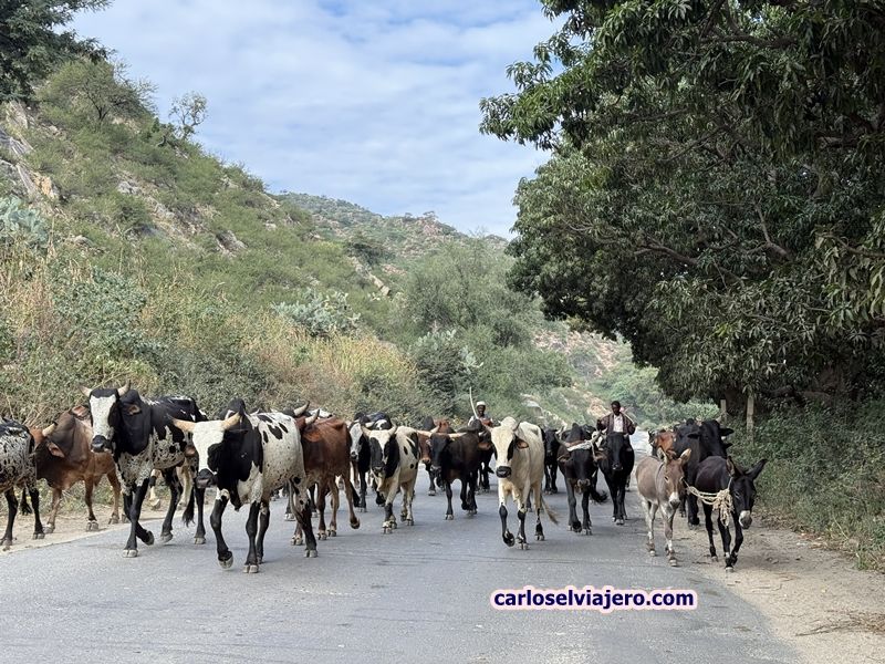 vacas en la carretera de eritrea