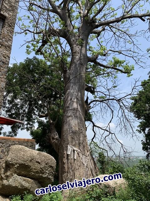 sacred tree in abeokuta olumo rock
